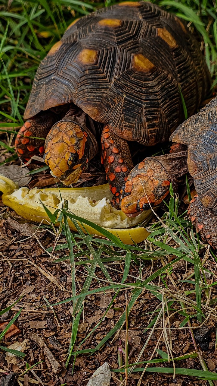 jabuti, animal, nature, reptile, tortoise, natural, exotic, wild, chelonian, wildlife, writer, tartaruga, turtle, life