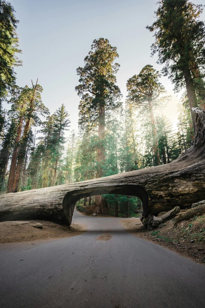 Discover the famous Tunnel Log amidst giant sequoias in Sequoia National Park, a stunning natural marvel.